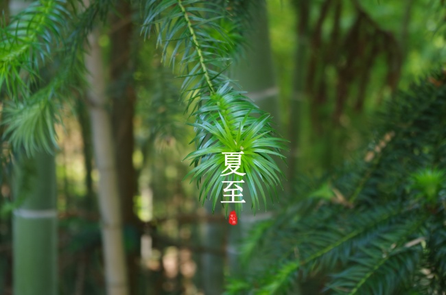 处女座的爱情盲点  想法单纯真心换绝情