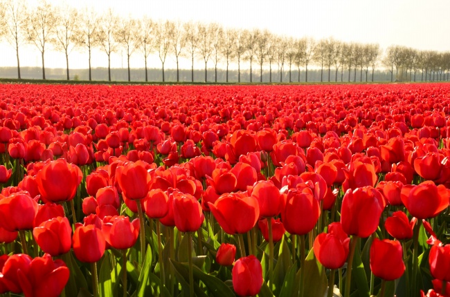 未来一个月 3星座获得来之不易的机会