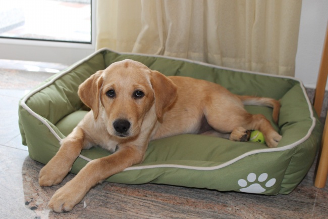 2002年的狮子座的男女性格特点以及命运