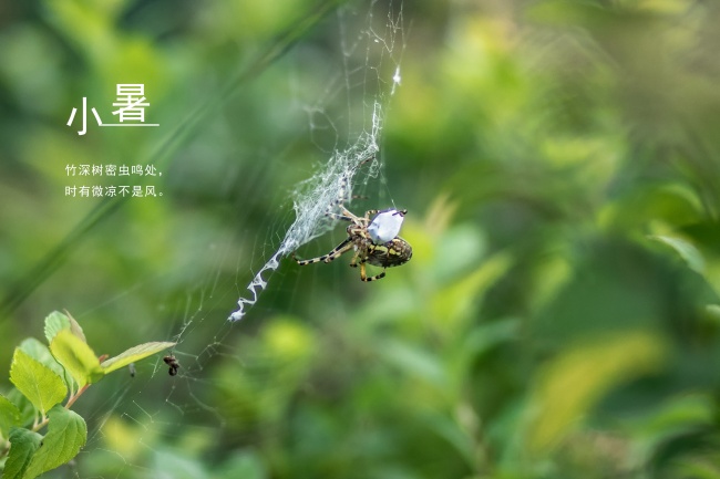 2003年的狮子座性格特点解说 男女生命运