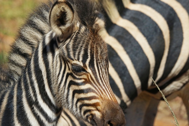 1986年的狮子座命运如何 男女生性格分析