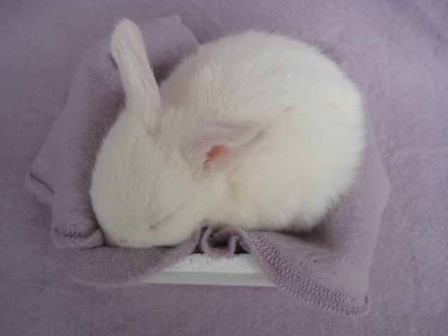 摩羯座在爱情中的样子 遇见爱情的表现