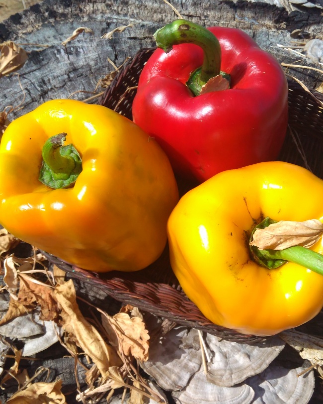 1993年的天蝎座男女详细分析性格与命运