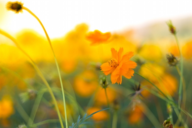 双子座不喜欢怎么样的爱情  长跑式的爱情