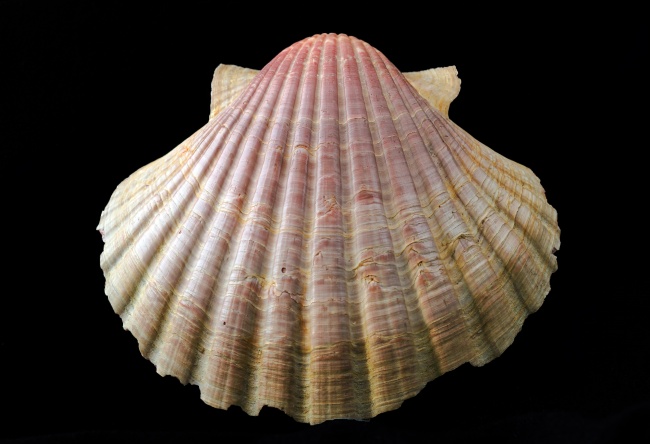 明年年初 付出都会被看到 升职加薪指日可待