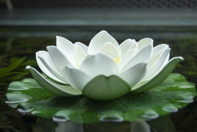 下一次水逆 狮子白羊水瓶座需要注意什么