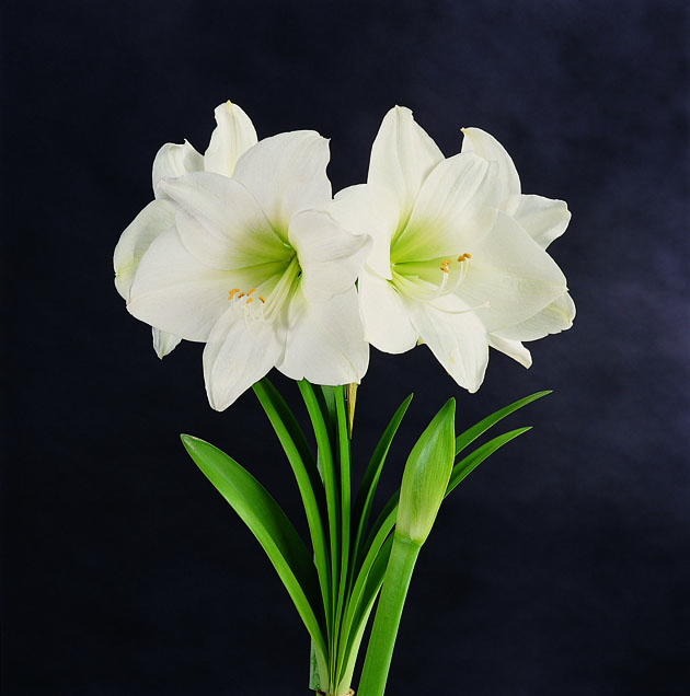 2006年的天秤座性格特点 男女生命运分析