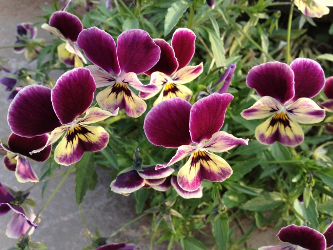 1993年的天秤座性格命运详细解说 男女全集