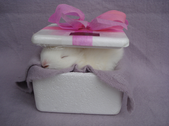 2022年情人节巨蟹座艳遇运势旺不旺 吉凶并济