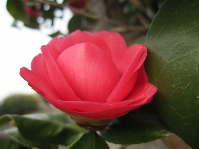 明年桃花运来袭 金牛双鱼水瓶会遇到桃花劫