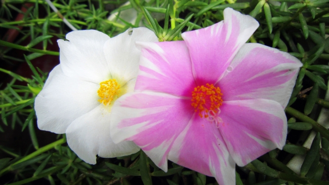 1987年的双鱼座有哪些性格特点 男女生命运分析