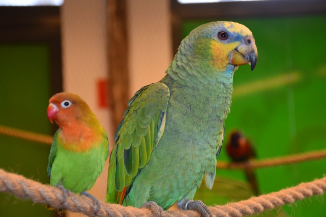 巨蟹座爱情中的禁忌  意志不坚定