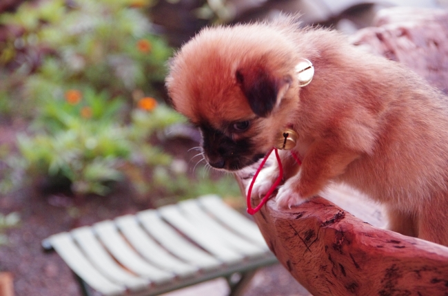 1995年的双鱼座的男女性格特点以及命运