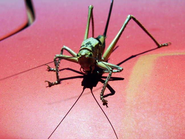 这些星座就是爱故意制造迷惑