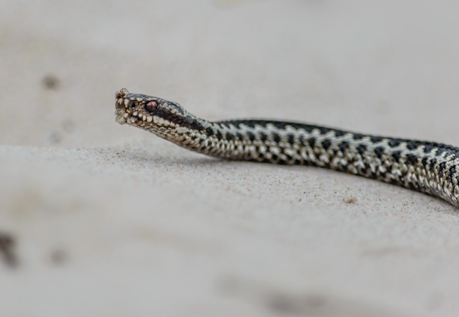 恋爱越久越离不开彼此的星座cp