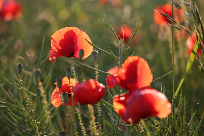 新年年初感情进展顺利 惊喜好事不断的星座