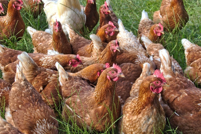 2022年好运爆发的星座 摩羯双鱼水瓶榜上有名