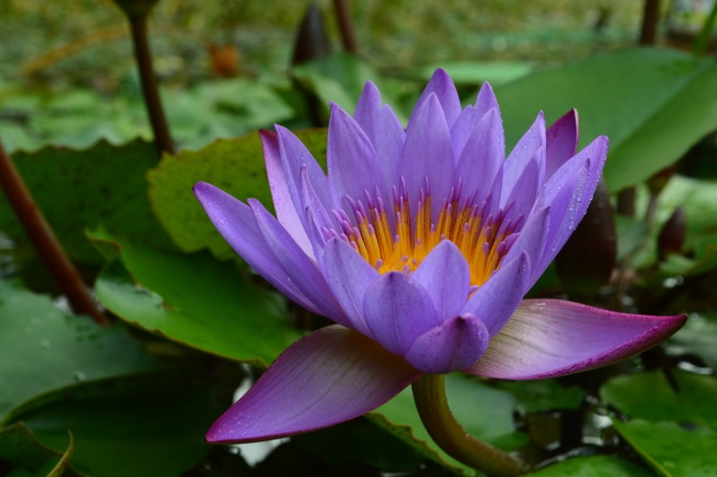 食品贸易公司名字大全有内涵