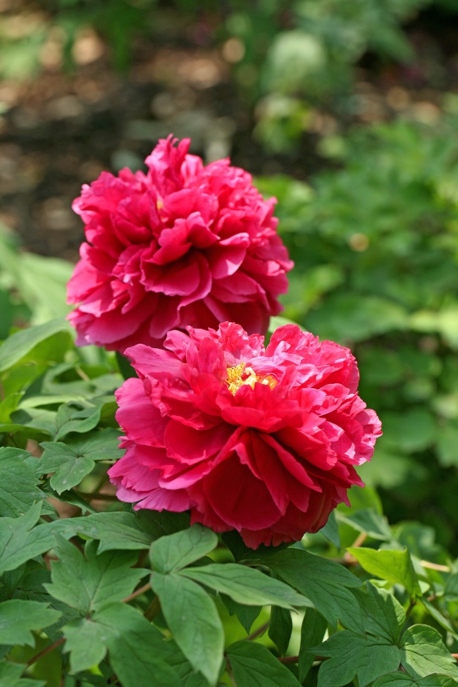 爱得难舍难分的星座配对 纠缠不断