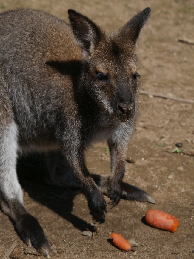 白羊座心有灵犀的星座配对是谁? 相濡以沫射手座