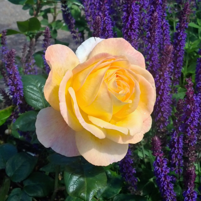 天生就是金牛座配偶的星座  感情牢固