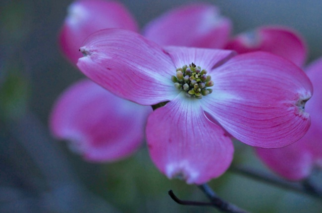 唯一可以虐射手的星座 欲擒故纵