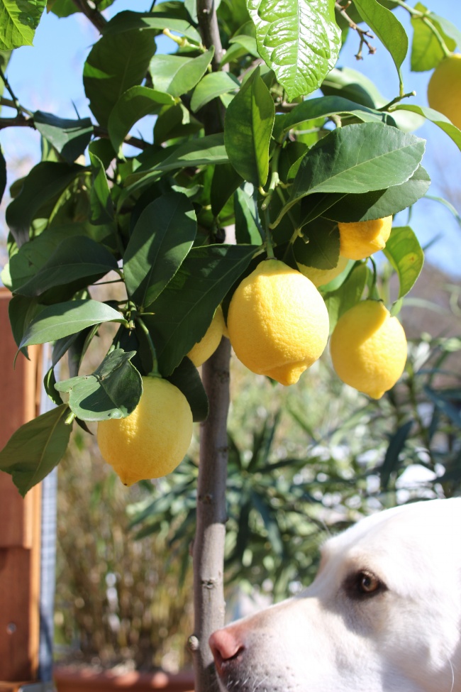 容易对天秤越陷越深的星座 坚定不移