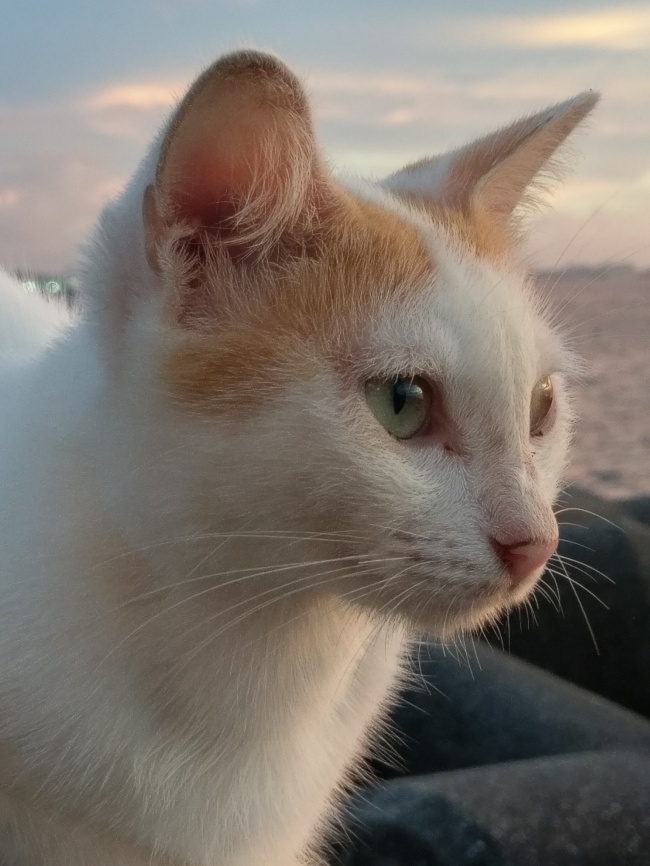 接下来2月份喜从天降 好运不断的三大星座