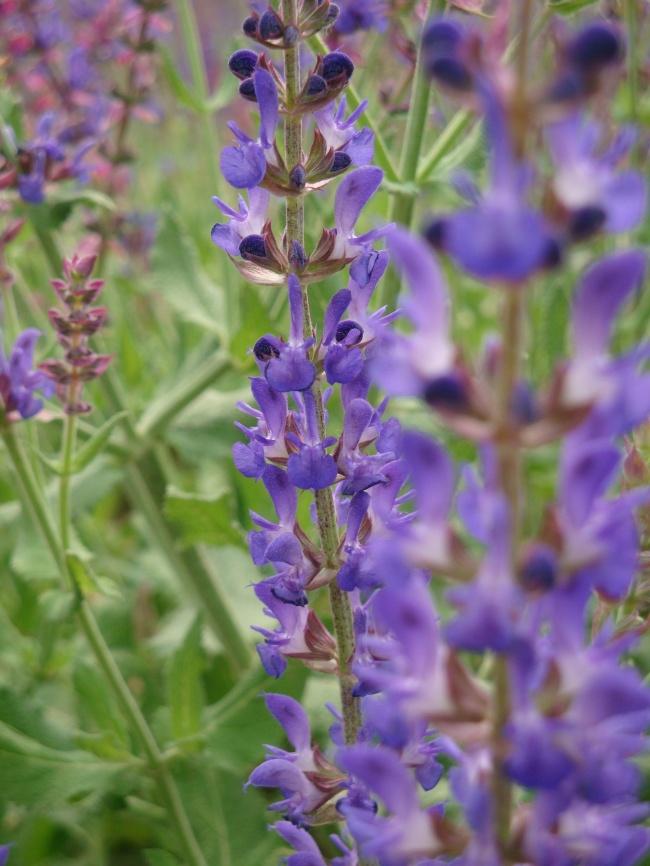 最容易被狮子座拿捏的3星座  知足常乐