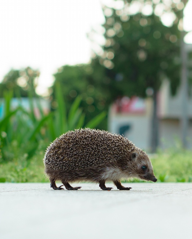 电脑公司取名古典