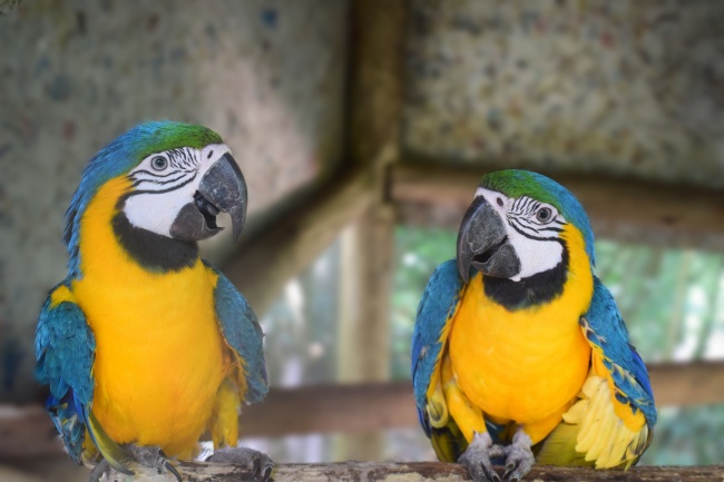 双鱼座爱情避雷攻略 少点套路多点真诚