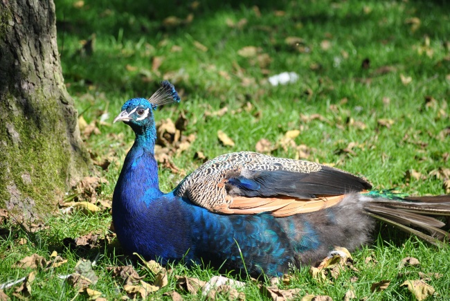 春节后运势顶呱呱的3星座