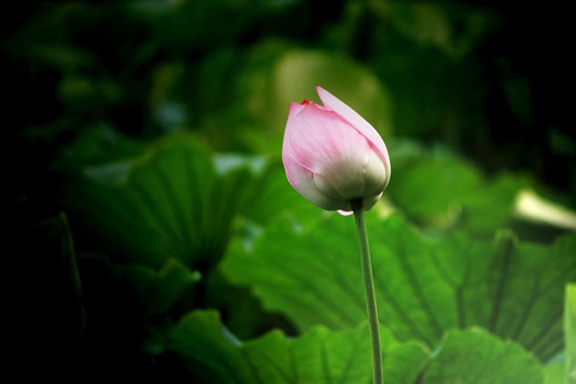 天秤座爱情死角 爱情软肋