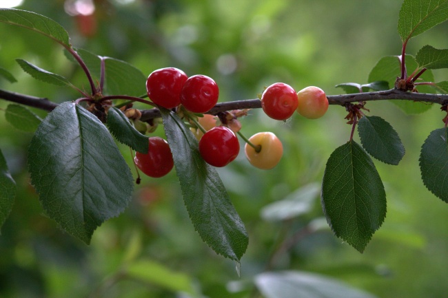三色堇代表最浓厚的思念