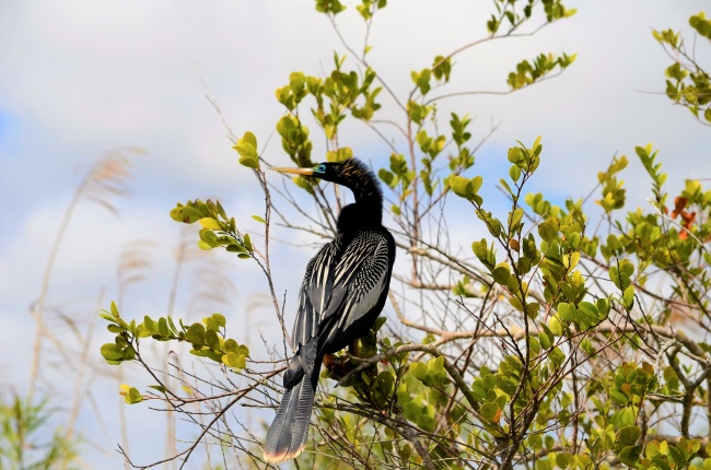 带有金字的公司名字