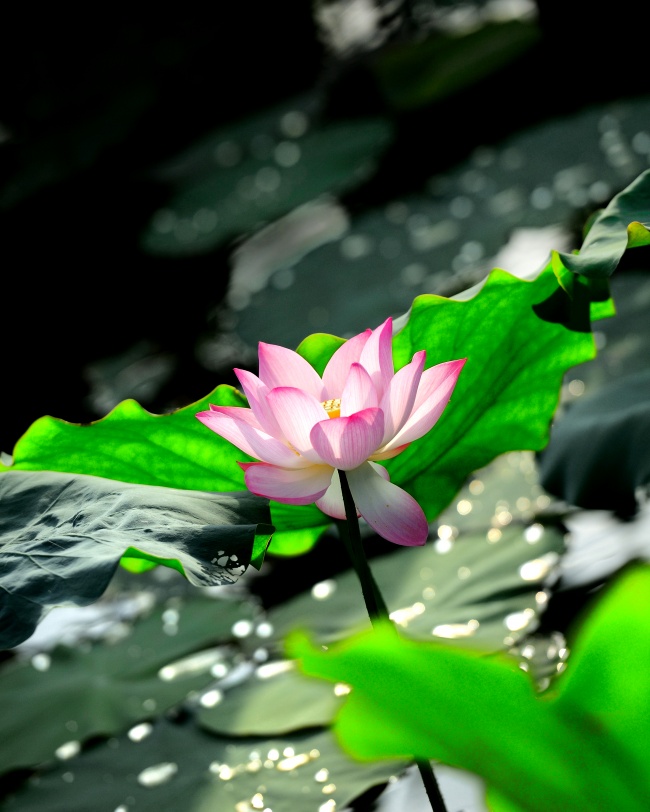 适合土命人的公司名字