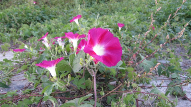 苏珊米勒 十二星座一周运势吉凶1.31-2.6