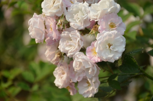 象征死亡的植物