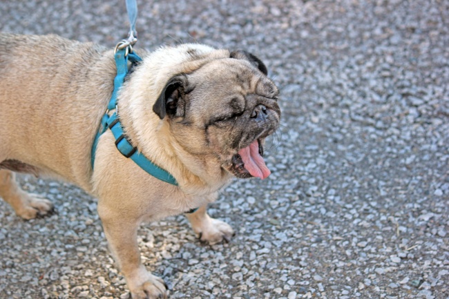 十二星座越纠缠，越反感的三大星座