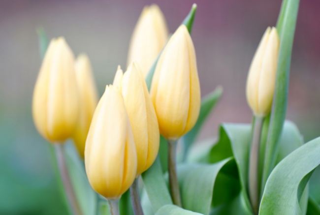 Alex 12星座本周（1.31—2.6）重要星象