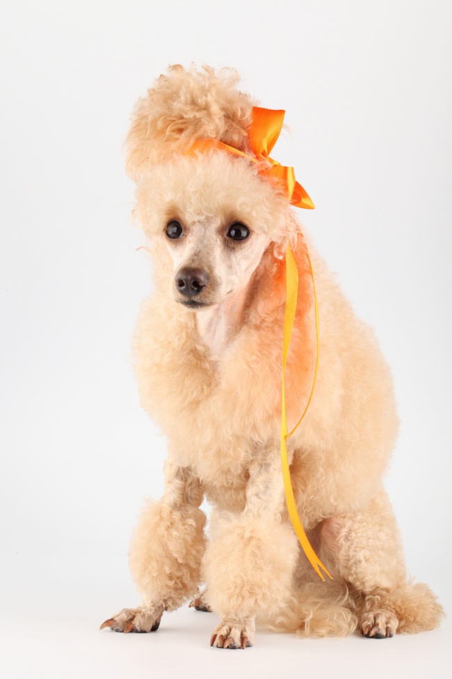 艾菲尔 十二星座一周运势最新1.31-2.6