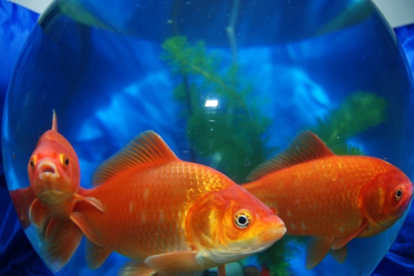 阴霾消散，收获满满的三大星座