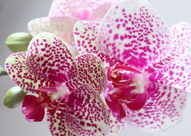 正月二十九是什么星座2022 对爱情的态度