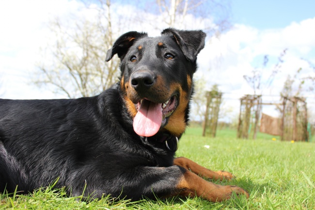 寓意吉祥的电脑公司名字