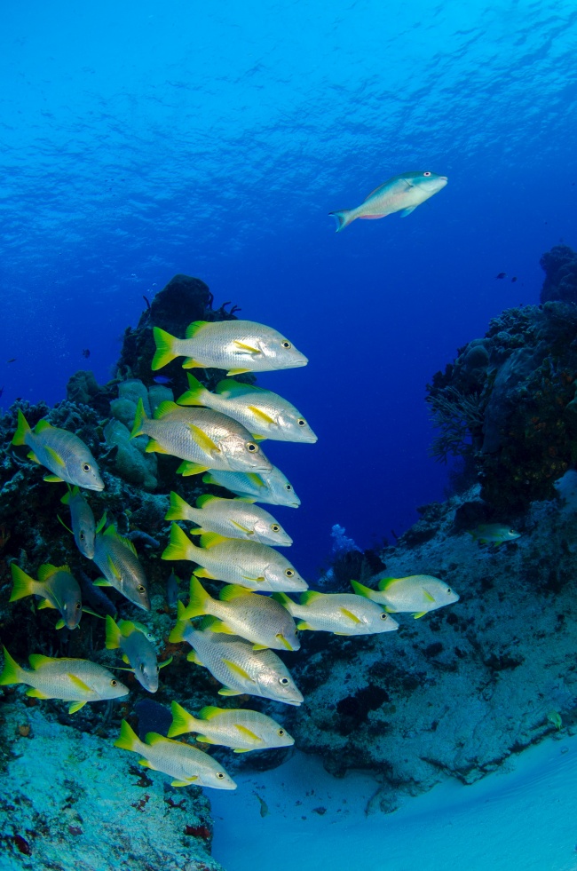 十二生肖与颜色吉凶 与五行有关