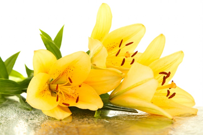 属虎公司取名字大全集 遵守公司的文化