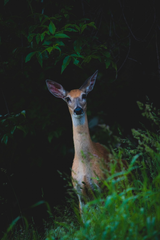 公司起名带长字的最佳宜用名 展现实力的公司名字