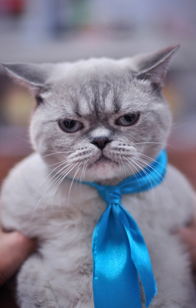 狮子座最迷人的部位 优越的特质