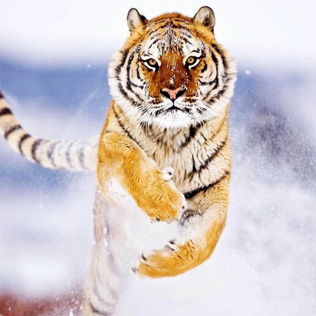 实力强硬的星座 进取心强烈胆识过人