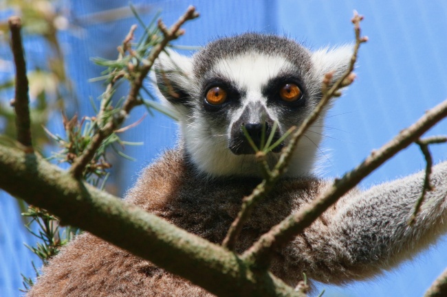 五行缺木取公司名字 五行属木的字公司名字